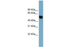 WB Suggested Anti-SLC38A5 Antibody Titration:  0. (Slc38a5 antibody  (N-Term))