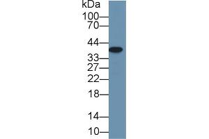 Western Blot; Sample: Rat Small intestine lysate; Primary Ab: 1µg/ml Rabbit Anti-Rat Arg2 Antibody Second Ab: 0. (ARG2 antibody  (AA 23-354))