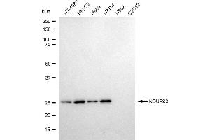 Western blotting analysis using NDUFS3 antibody (ABIN7799557).