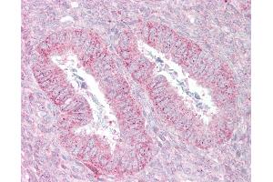 Anti-SUFU antibody IHC of human uterus. (SUFUH antibody  (C-Term))