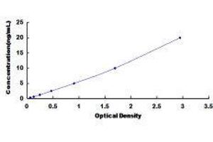 Bone Morphogenetic Protein 8A (BMP8A) ELISA Kit