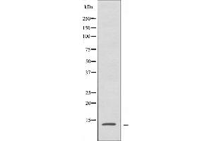 Western blot analysis of extracts from HepG2 cells, using RPL34 antibody. (RPL34 antibody)