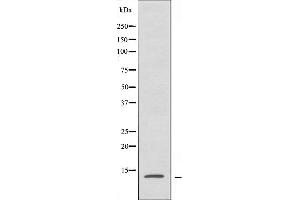 Western blot analysis of extracts from HepG2 cells, using RPL34 antibody.