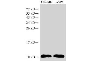 Western Blot analysis of U87-MG and A549 cells using S100A6 Polyclonal Antibody at dilution of 1:1500 (S100A6 antibody)