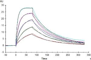 Human IL-2 R beta, His Tag captured on CM5 Chip via Anti-His Antibody can bind Human IL-15, No Tag with an affinity constant of 5. (IL-15 Protein)