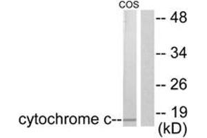 Western blot analysis of extracts from COS7 cells, using Cytochrome c Antibody. (Cytochrome C antibody  (AA 10-59))