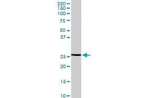 RGS20 antibody  (AA 1-241)