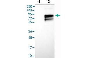 Western blot analysis of Lane 1: Negative control (vector only transfected HEK293T lysate), Lane 2: Over-expression lysate (Co-expressed with a C-terminal myc-DDK tag (~3. (Poliovirus Receptor antibody  (AA 28-129))