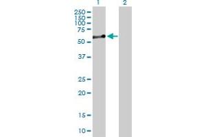 Western Blot analysis of NUCB1 expression in transfected 293T cell line by NUCB1 MaxPab polyclonal antibody. (Nucleobindin 1 antibody  (AA 1-461))