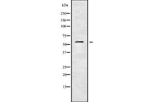 Western blot analysis of KCNS1 using LOVO whole cell lysates (KCNS1 antibody  (C-Term))