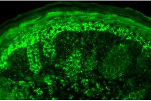 Cpn10 Immunofluorescence. (HSPE1 antibody  (C-Term))