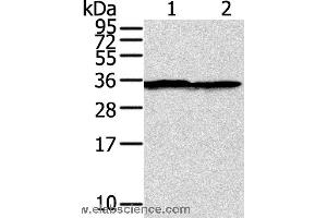 Western blot analysis of A375 cell, using STX3 Polyclonal Antibody at dilution of 1:400 (STX3 antibody)
