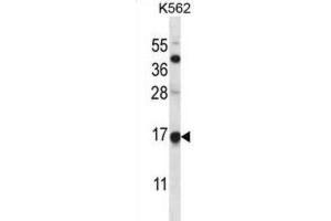 Western Blotting (WB) image for anti-Mago-Nashi Homolog (MAGOH) antibody (ABIN2997934) (MAGOH antibody)