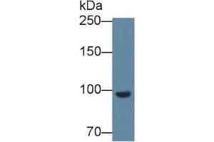Rabbit Detection antibody from the kit in WB with Positive Control: Mouse serum. (Complement Factor B ELISA Kit)