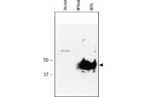 Image no. 1 for anti-Ring Finger and FYVE-Like Domain Containing 1 (RFFL) (AA 1-363), (N-Term) antibody (ABIN401034) (RFFL antibody  (N-Term))