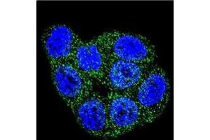 Confocal immunofluorescent analysis of GSTP1 Antibody (C-term) Cat. (GSTP1 antibody  (C-Term))