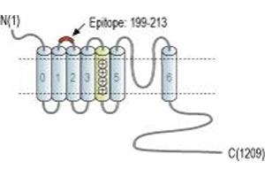 Potassium Large Conductance Calcium-Activated Channel, Subfamily M, alpha Member 1 (KCNMA1) peptide