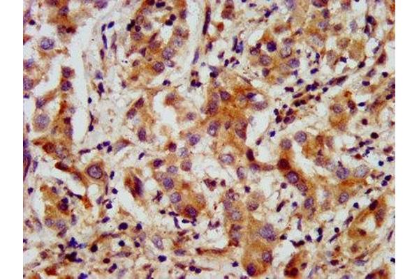 AMMECR1 antibody  (AA 146-248)