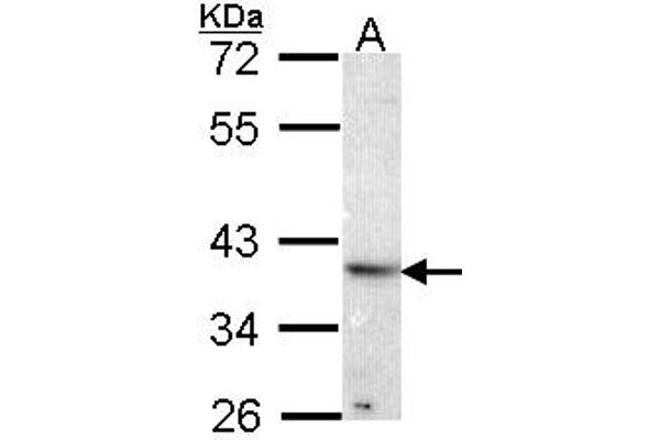 ATP6AP2 antibody  (AA 146-320)