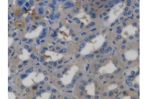 DAB staining on IHC-P; Samples: Mouse Stomach Tissue (Ghrelin antibody  (AA 28-117))