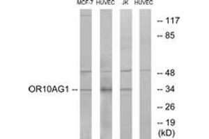 Western Blotting (WB) image for anti-Olfactory Receptor, Family 10, Subfamily AG, Member 1 (OR10AG1) (AA 231-280) antibody (ABIN1535795)