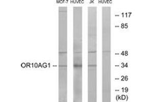 Western blot analysis of extracts from HuvEc/MCF-7/Jurkat cells, using OR10AG1 Antibody. (OR10AG1 antibody  (AA 231-280))