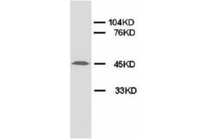 Image no. 2 for anti-Advanced Glycosylation End Product-Specific Receptor (AGER) (N-Term) antibody (ABIN1494120) (RAGE antibody  (N-Term))