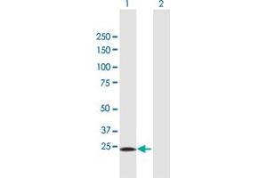 Western Blot analysis of STX1A expression in transfected 293T cell line by STX1A MaxPab polyclonal antibody. (STX1A antibody  (AA 1-251))