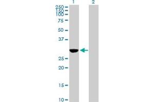 Western Blot analysis of NQO1 expression in transfected 293T cell line by NQO1 MaxPab polyclonal antibody.