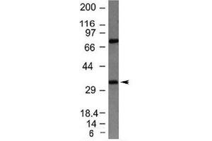 Western blot testing of HepG2 lysate with Bcl10 antibody (BCL10 antibody  (AA 122-168))