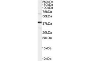 Western Blotting (WB) image for anti-Chromosome 21 Open Reading Frame 2 (C21orf2) (C-Term) antibody (ABIN2782374)