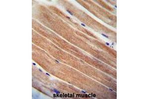 CST9 antibody (C-term) immunohistochemistry analysis in formalin fixed and paraffin embedded human skeletal muscle followed by peroxidase conjugation of the secondary antibody and DAB staining. (CST9 antibody  (C-Term))