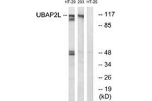 Western blot analysis of extracts from HT-29/293 cells, using UBAP2L Antibody.