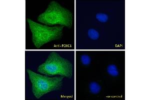 ABIN185028 Immunofluorescence analysis of paraformaldehyde fixed U2OS cells, permeabilized with 0. (FOXC1 antibody  (C-Term))