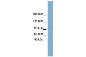 Calsyntenin 1 antibody used at 1 ug/ml to detect target protein. (Calsyntenin 1 antibody  (N-Term))