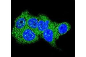 Confocal immunofluorescent analysis of Aldolase antibody with HepG2 cells followed by Alexa Fluor 488-conjugated goat anti-rabbit lgG (green). (ALDOA antibody  (AA 66-95))