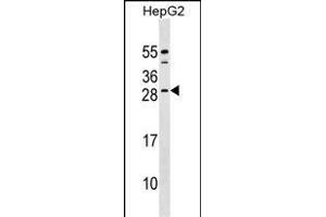 CABP4 Antibody (C-term) (ABIN1536786 and ABIN2848976) western blot analysis in HepG2 cell line lysates (35 μg/lane). (CABP4 antibody  (C-Term))