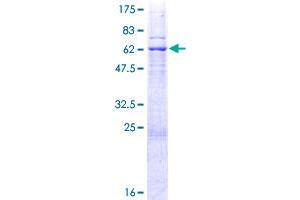 CDK10 Protein (AA 1-331) (GST tag)