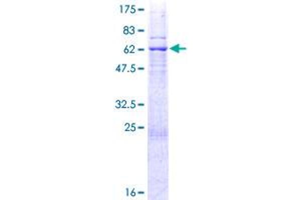 CDK10 Protein (AA 1-331) (GST tag)