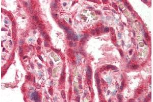 Human Placenta (formalin-fixed, paraffin-embedded) stained with PLEKHA8 antibody ABIN337060 at 2. (PLEKHA8 antibody  (AA 428-440))
