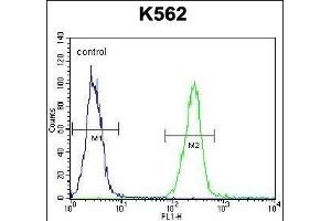 RS2 Antibody (Center) (ABIN391806 and ABIN2837974) flow cytometric analysis of K562 cells (right histogram) compared to a negative control cell (left histogram). (AARS2 antibody  (AA 366-394))