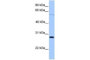 CBLN4 antibody used at 1 ug/ml to detect target protein. (CBLN4 antibody  (C-Term))