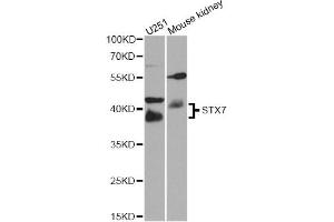Western blot analysis of extracts of various cell lines, using STX7 antibody (ABIN5974647) at 1/1000 dilution. (Syntaxin 7 antibody)