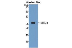 Western Blotting (WB) image for anti-Tumor Necrosis Factor (Ligand) Superfamily, Member 14 (TNFSF14) (AA 62-240) antibody (ABIN1860808) (TNFSF14 antibody  (AA 62-240))