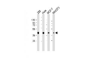 All lanes : Anti-AKT1S1 Antibody at 1:500-1:4000 dilution Lane 1: 293 whole cell lysate Lane 2: Hela whole cell lysate Lane 3: MCF-7 whole cell lysate Lane 4: NIH/3T3 whole cell lysate Lysates/proteins at 20 μg per lane. (PRAS40 antibody)