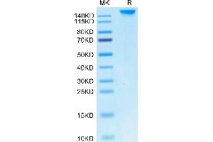 SEZ6 Protein (AA 20-927) (His tag)