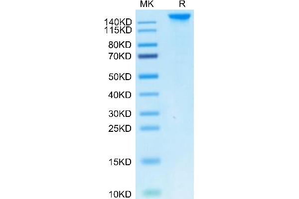 SEZ6 Protein (AA 20-927) (His tag)