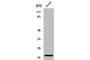 Western Blot analysis of HepG2 cells using MRP-L41 Polyclonal Antibody (MRPL41 antibody  (Internal Region))