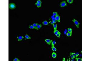 Immunofluorescent analysis of HepG2 cells using ABIN7170305 at dilution of 1:100 and Alexa Fluor 488-congugated AffiniPure Goat Anti-Rabbit IgG(H+L) (Solute Carrier Organic Anion Transporter Family, Member 3A1 (SLCO3A1) (AA 439-539) antibody)