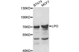 Western blot analysis of extracts of various cell lines, using LPO antibody (ABIN5975248) at 1/1000 dilution. (LPO antibody)